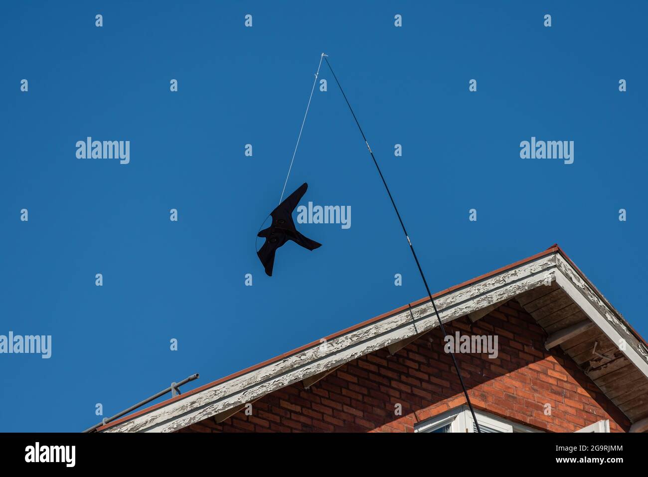 Uccello spavento sul tetto di un edificio. Foto Stock