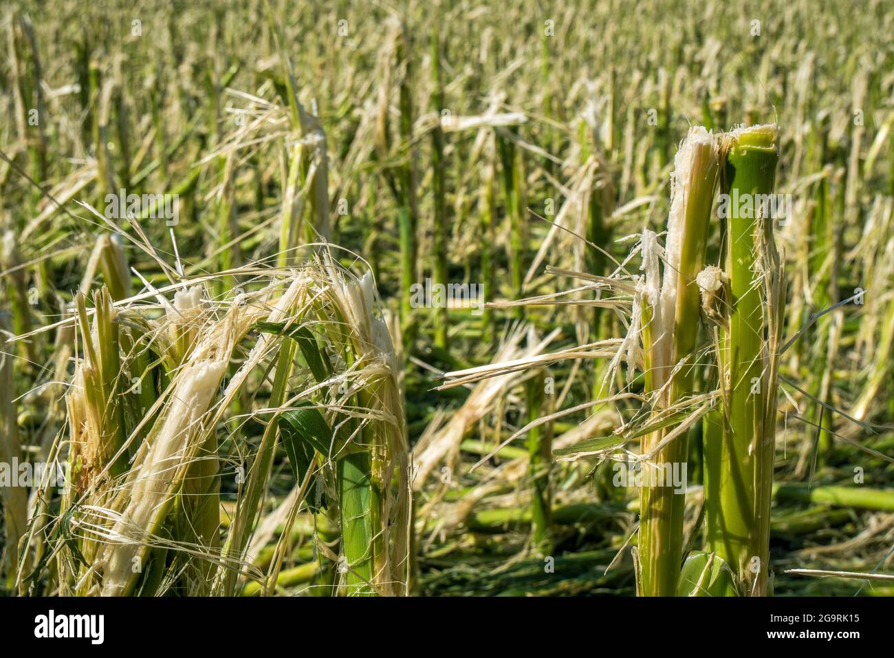 Hagelschaden und Starkregen zerstört Landwirtschaft in Bayern nördlich von Murnau Foto Stock