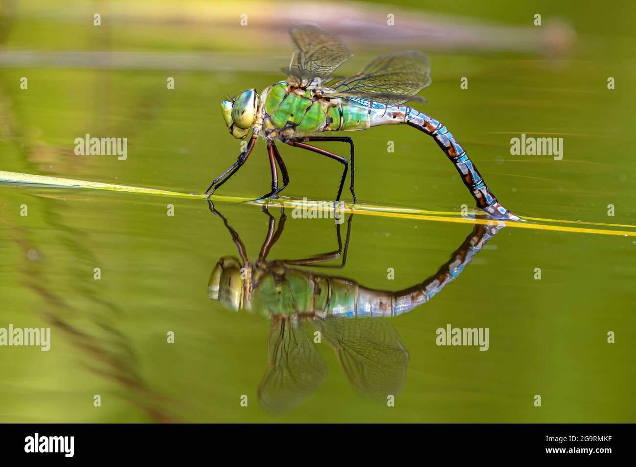 Southern o Blue Hawker (Aeshna cyanea) a riposo Foto Stock