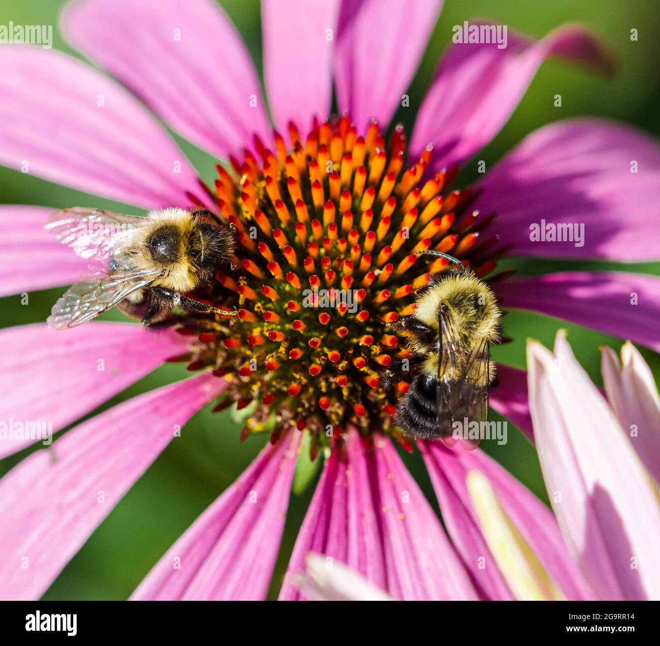 Due Bumblebee orientali (Bombus impaziens) che raccolgono nettare e polline dall'aratro viola (Echinacea Purpurea.) Primo piano. Foto Stock