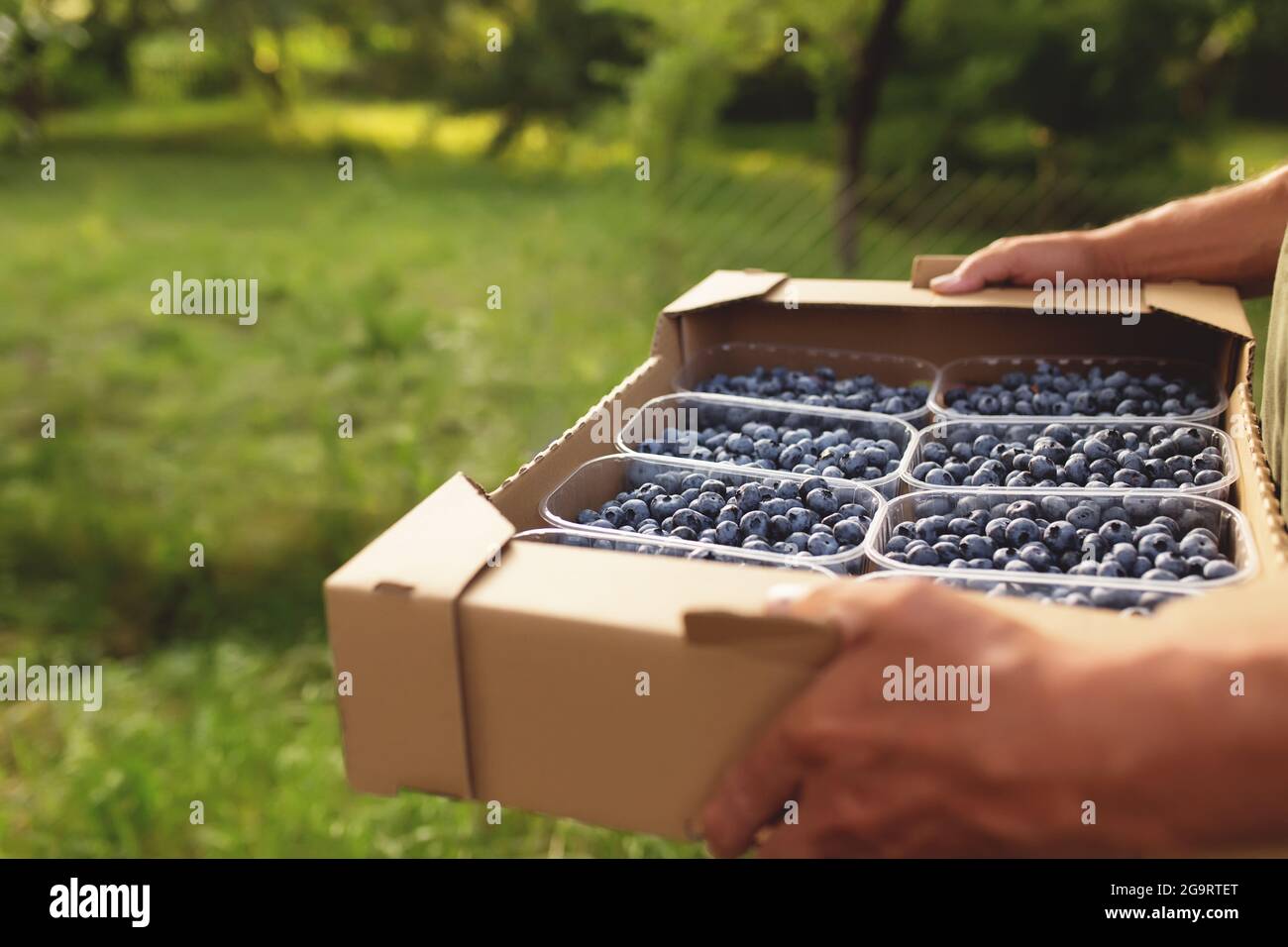 Mano uomo anziano che tiene scatola con fresco coltivato mirtillo. Alimentazione sana e Alzheimer o concetto di guarigione della demenza. Coltivatore che coltiva e raccolto Foto Stock