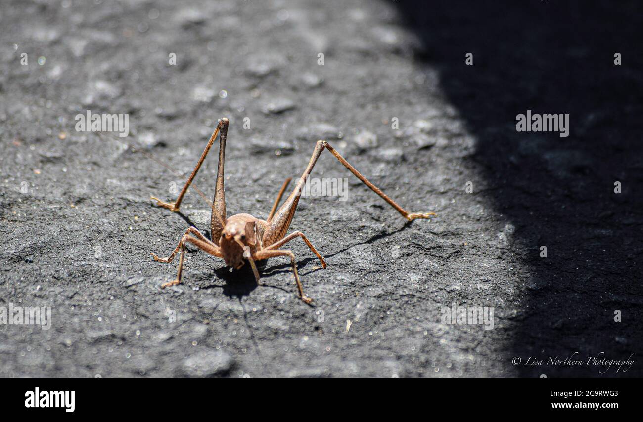 Il suo strano non essere strano Foto Stock