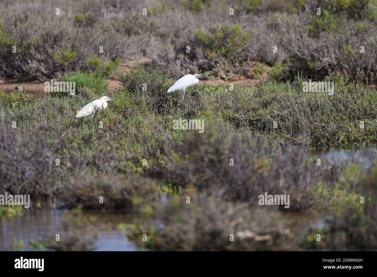 Un ibis bianco americano, Eudocimus albus, nell'estuario di la Cruz a Kino viejo, sonora, Messico. È una specie di uccello peleaniforme. Uccelli, uccello, uccelli. egret, airone ... (Foto: Luis Gutierrez / NortePhoto.com). Un ibis blanco americano, Eudocimus albus, en el estero la Cruz en Kino viejo, sonora, Messico. Es especie de ave peleaniforme. aves, pajaro, pajaros. Garceta, garza...(Photo: Luis Gutierrez / NortePhoto.com). Foto Stock