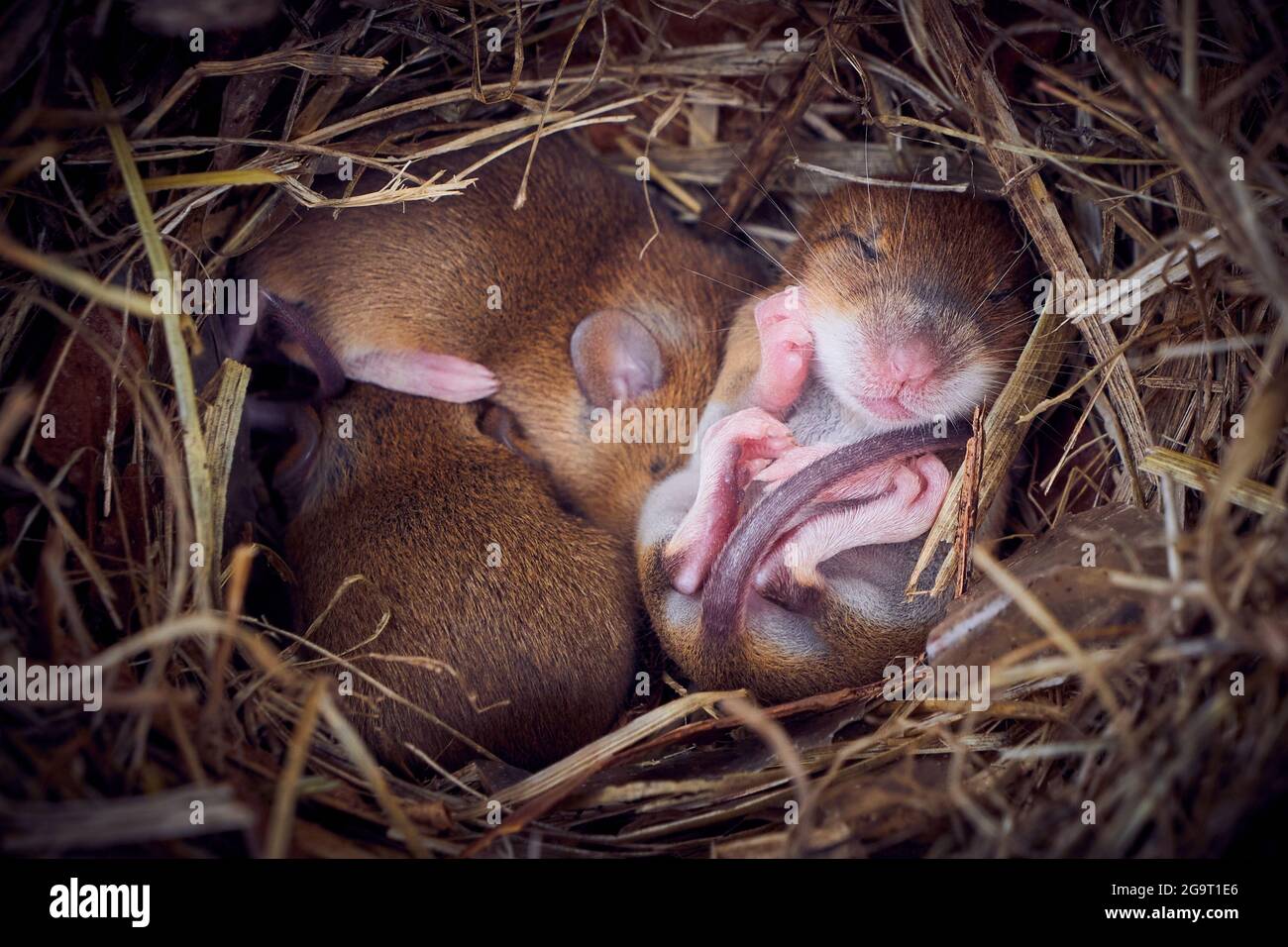 Baby topi che dormono nel nido in posizione divertente (Mus musculus Foto  stock - Alamy