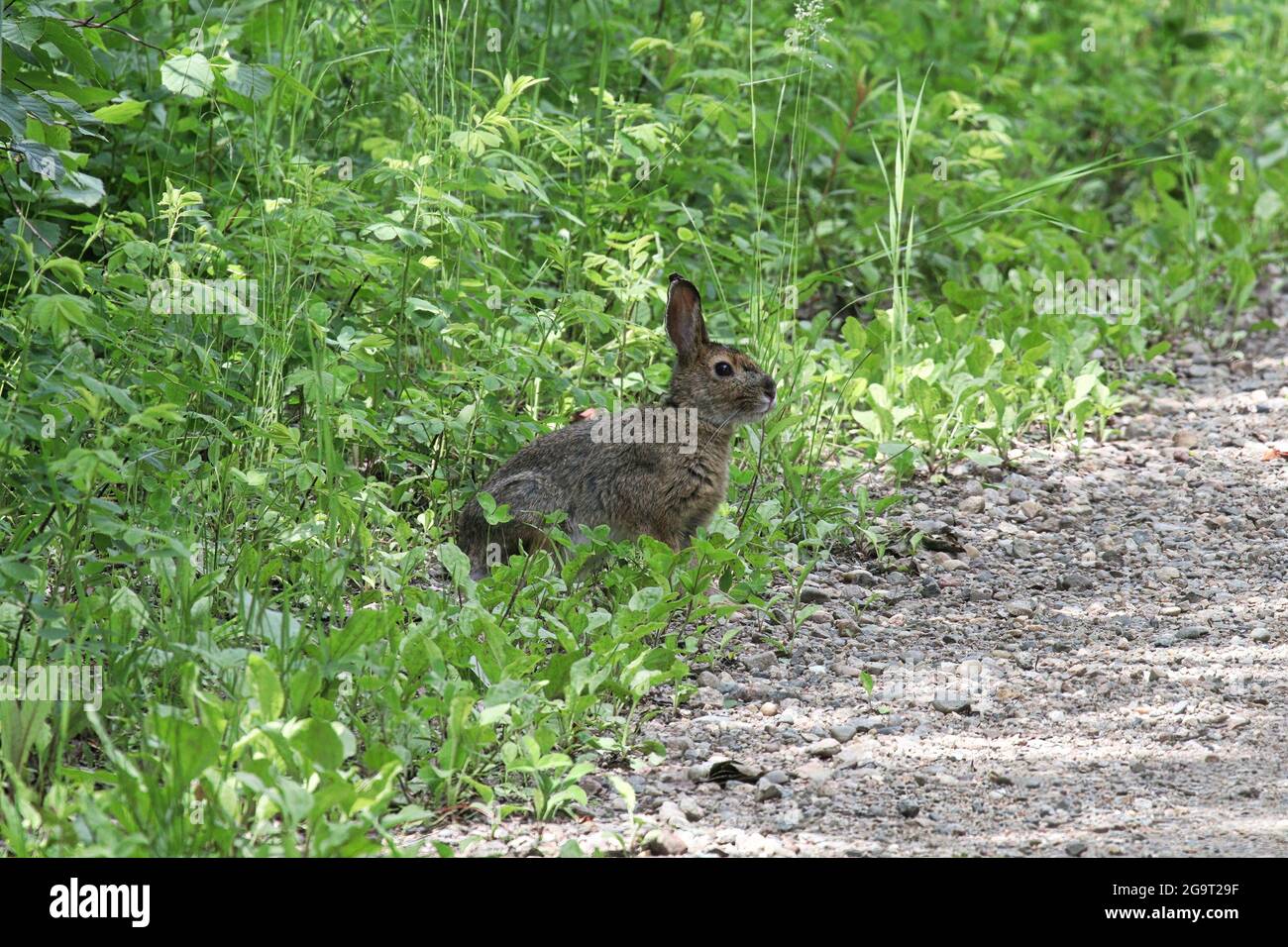 Un coniglio siede sul lato di una strada in erba Foto Stock