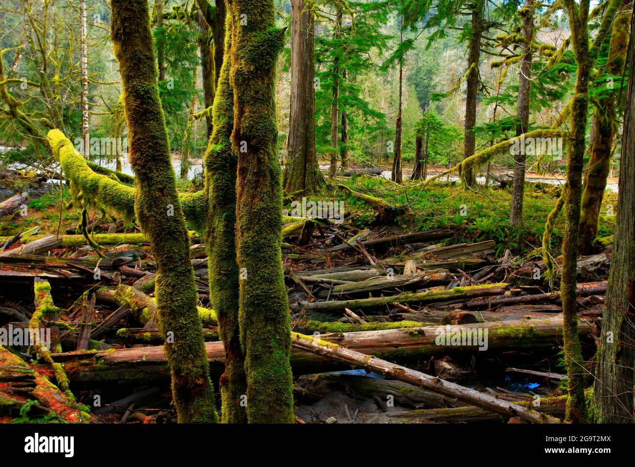 Una foto esterna di una foresta pluviale del Pacifico nord-occidentale Foto Stock