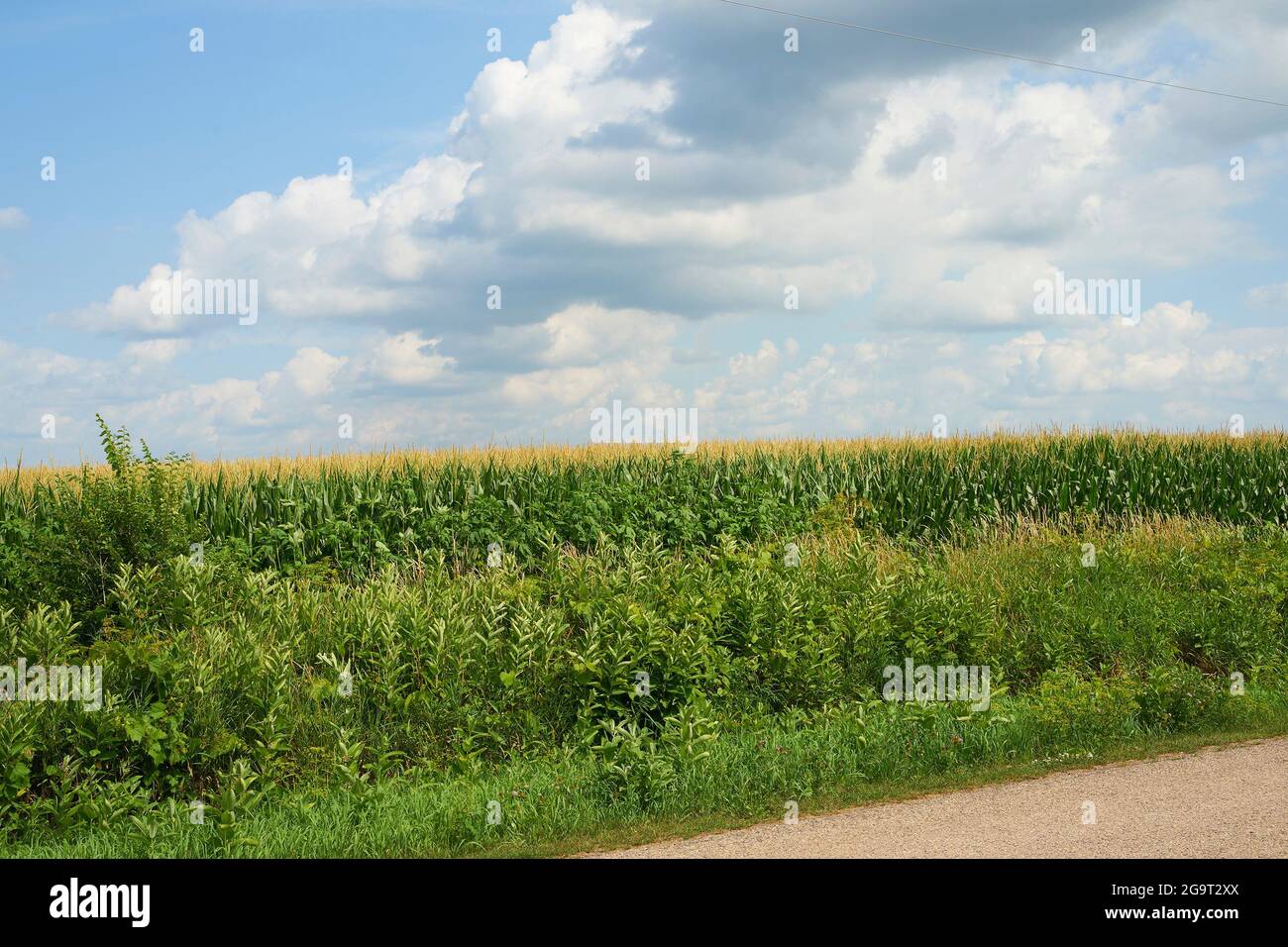 Cornfield nel Wisconsin occidentale. Foto Stock