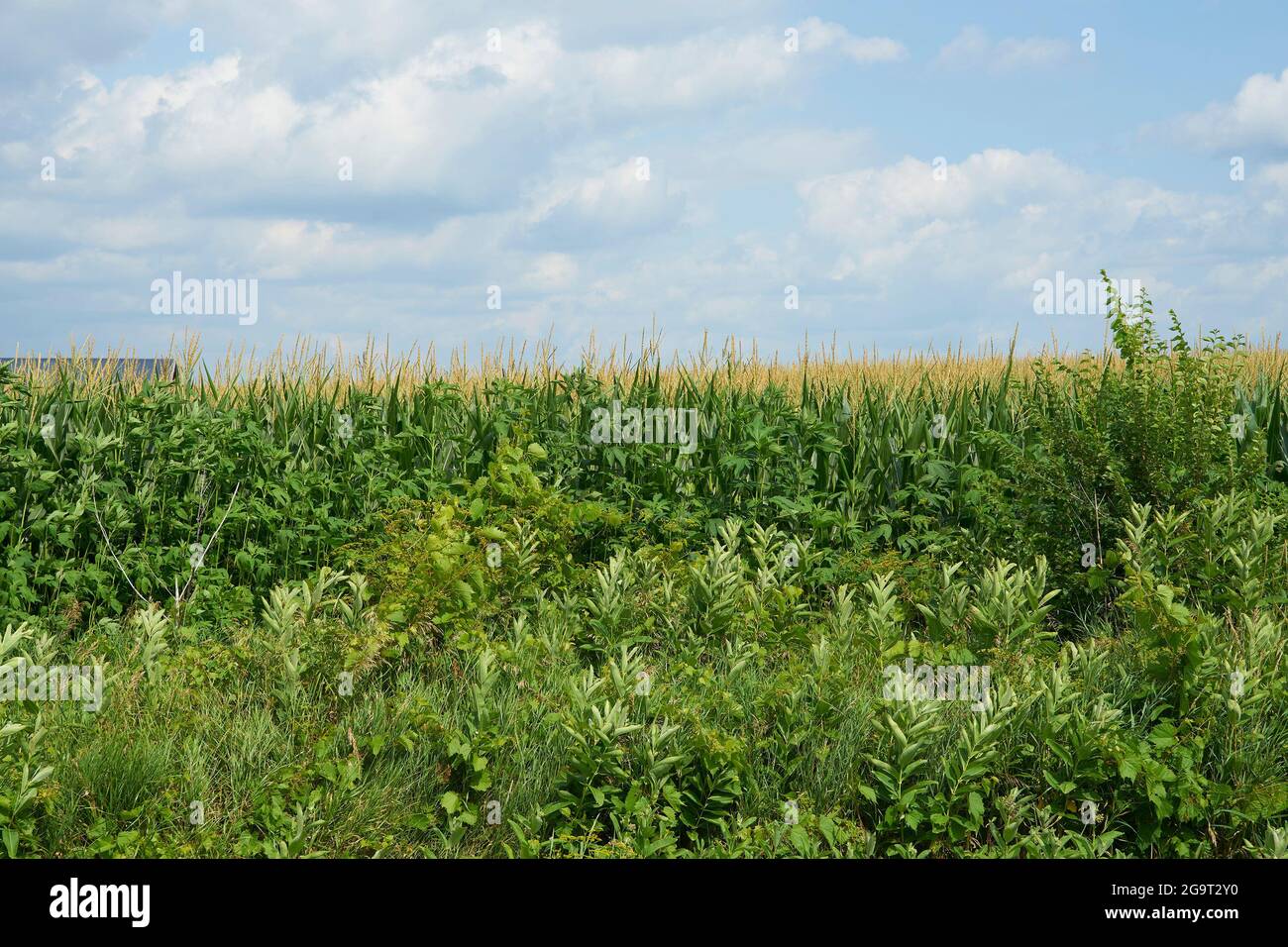Cornfield nel Wisconsin occidentale. Foto Stock