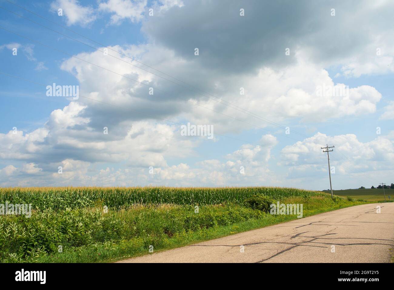 Cornfield nel Wisconsin occidentale. Foto Stock