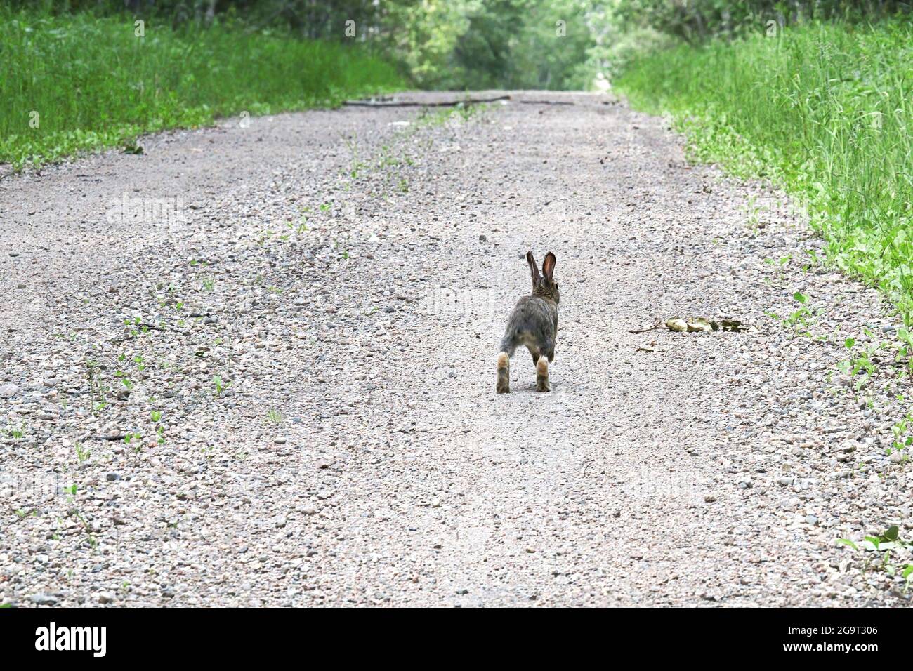 L'estremità posteriore di un coniglio mentre corre giù una strada Foto Stock