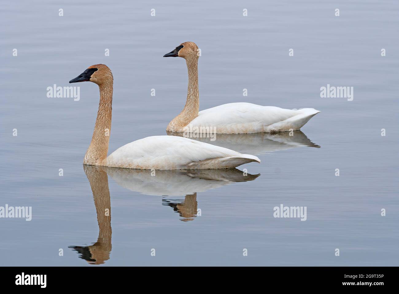 Un paio di Tundra Swans Migrante sul Mississippi Flyway sul lago Spring sul fiume Mississippi Foto Stock