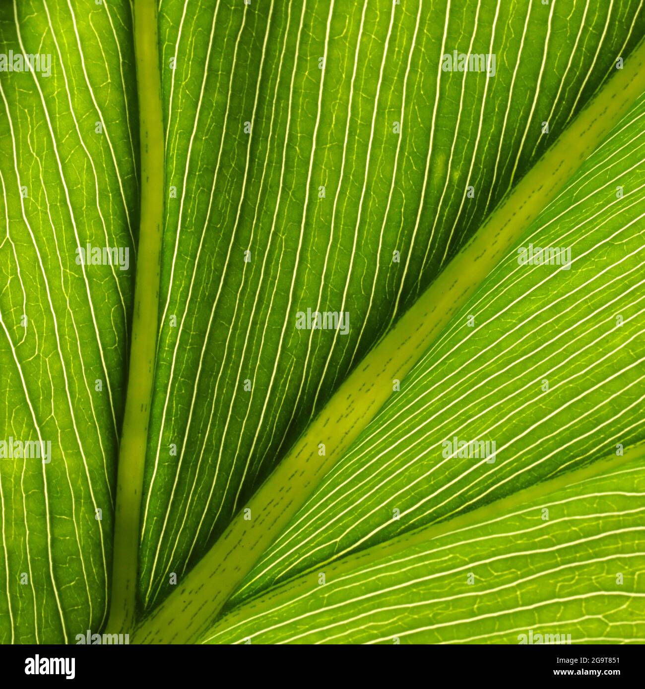 Un meraviglioso e luminoso motivo verde giallo brillante creato da una macro vista delle vene e della struttura cellulare di una foglia tropicale. Bella natura Foto Stock