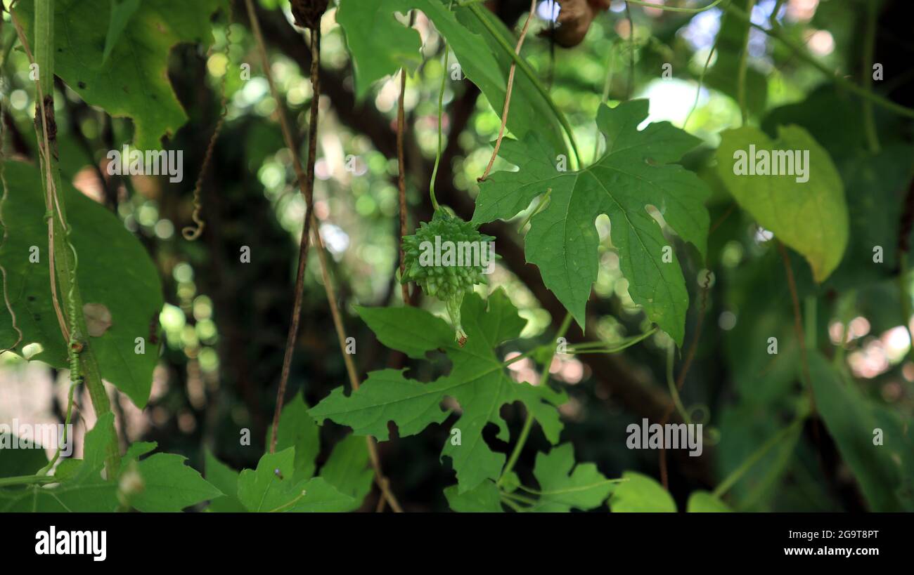 Primo piano di una vite di zucca amara con una piccola zucca amara appesa al centro Foto Stock