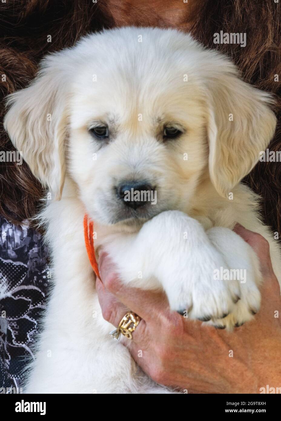 Sei settimane di platino, o Crema colorato Golden Retriever cucciolo Foto Stock