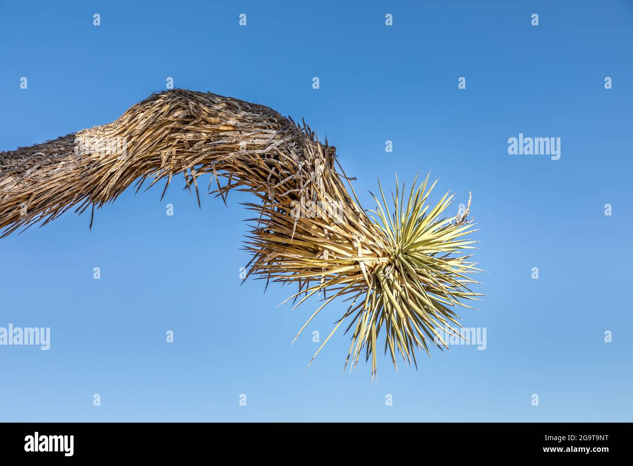 Una singola branca di Joshua Tree nel Joshua Tree National Park, California Foto Stock