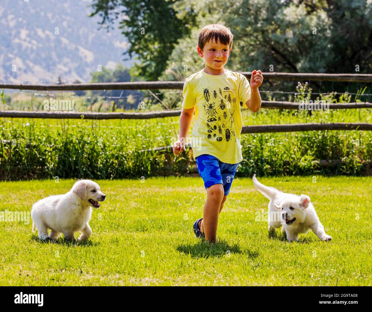 Ragazzo giovane che gioca sull'erba con sei settimane di platino, o Cream Coloured Golden Retriever cuccioli. Foto Stock