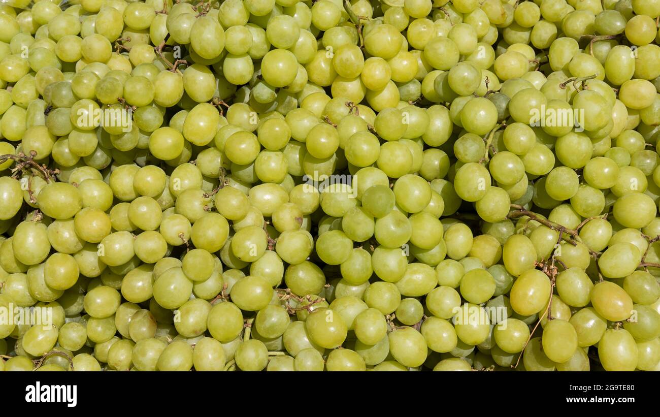 Uve da tavola grandi con pelle verde al mercato agricolo, sfondo di grumo e deciso al tatto, uve sane e attaccate ai gambi Foto Stock