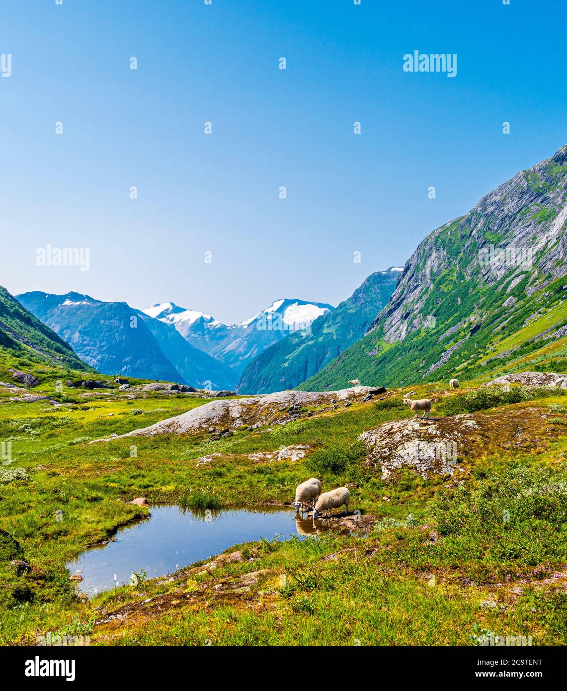 Pascolo delle pecore nelle montagne della Norvegia Foto Stock