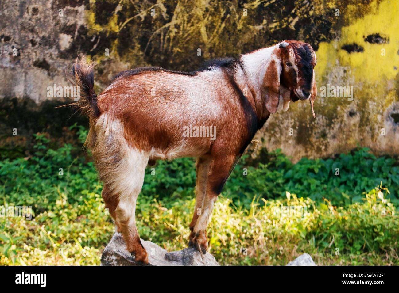 capra maschile indiana forte e sana su una roccia Foto Stock