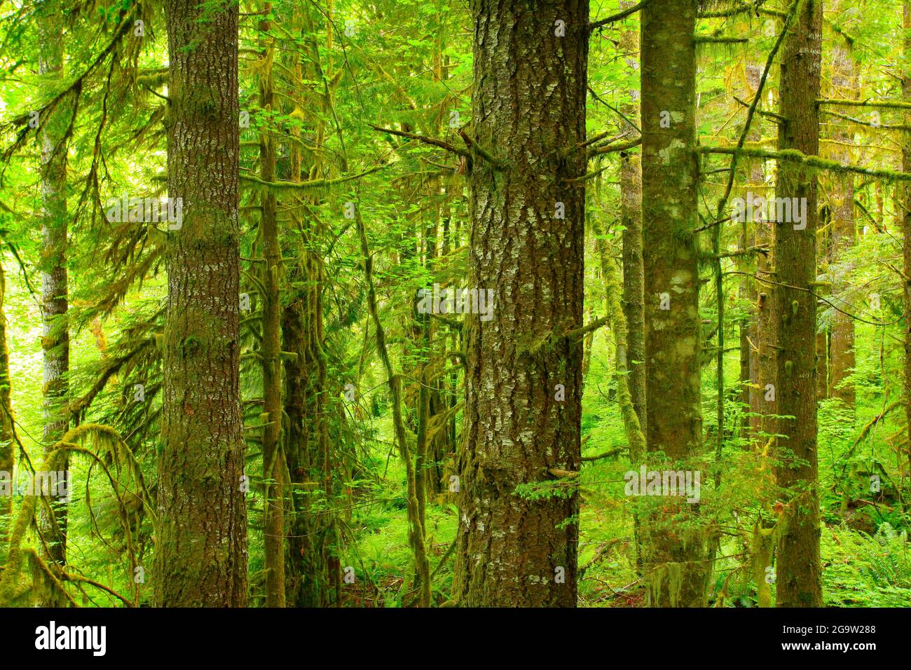 Un'immagine esterna di una foresta pluviale del Pacifico nord-occidentale con vecchi alberi di abete Douglas in crescita Foto Stock