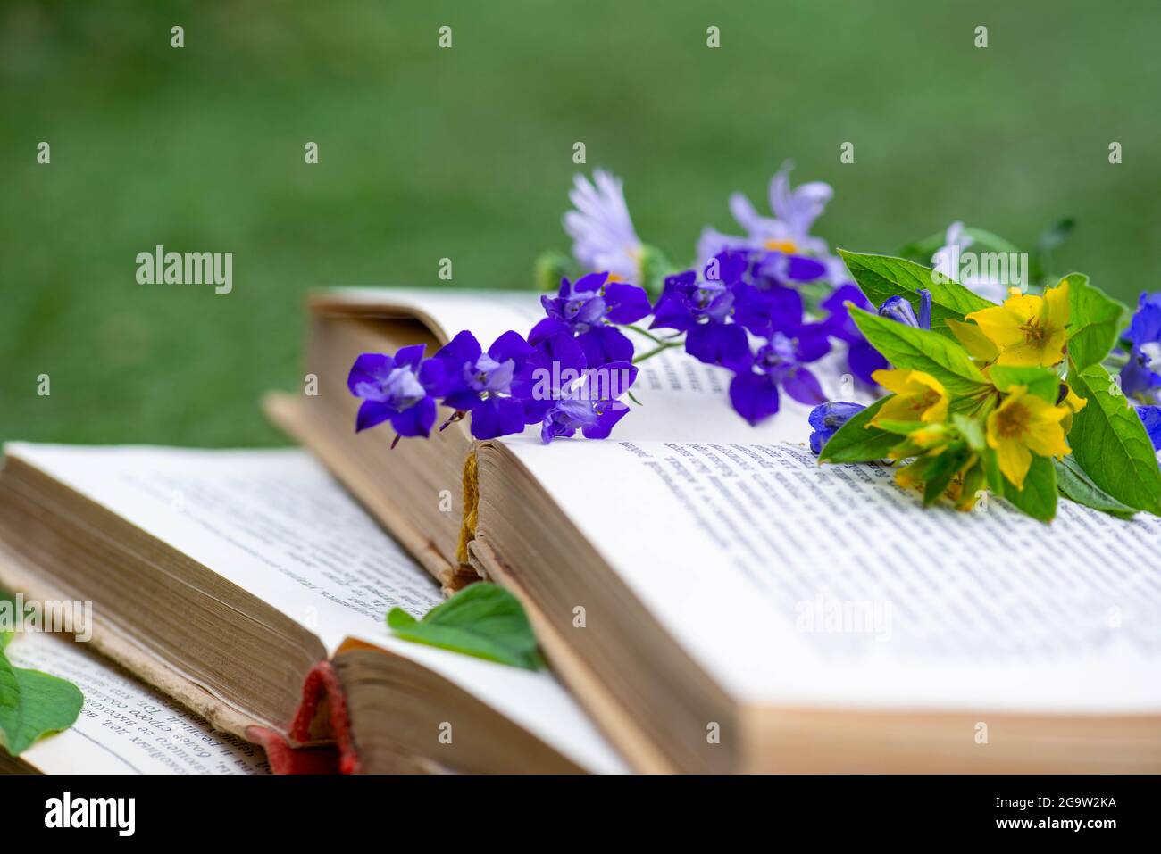 i fiori blu giacciono sui libri aperti in una radura Foto stock - Alamy