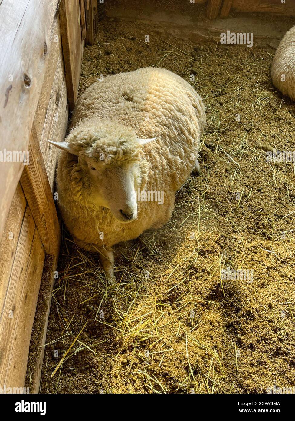 Daegwallyeong Yangtte Farm, Gangwon-do in Corea del Sud. Nutrite le pecore che abbondano nella fattoria Foto Stock