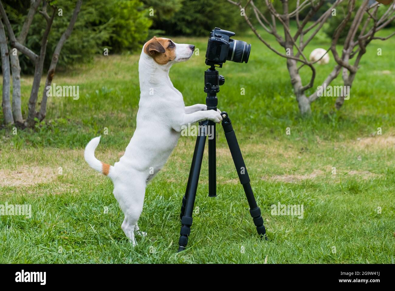 Cane jack russell terrier scatta foto sulla fotocamera su un treppiede all'aperto. Foto Stock