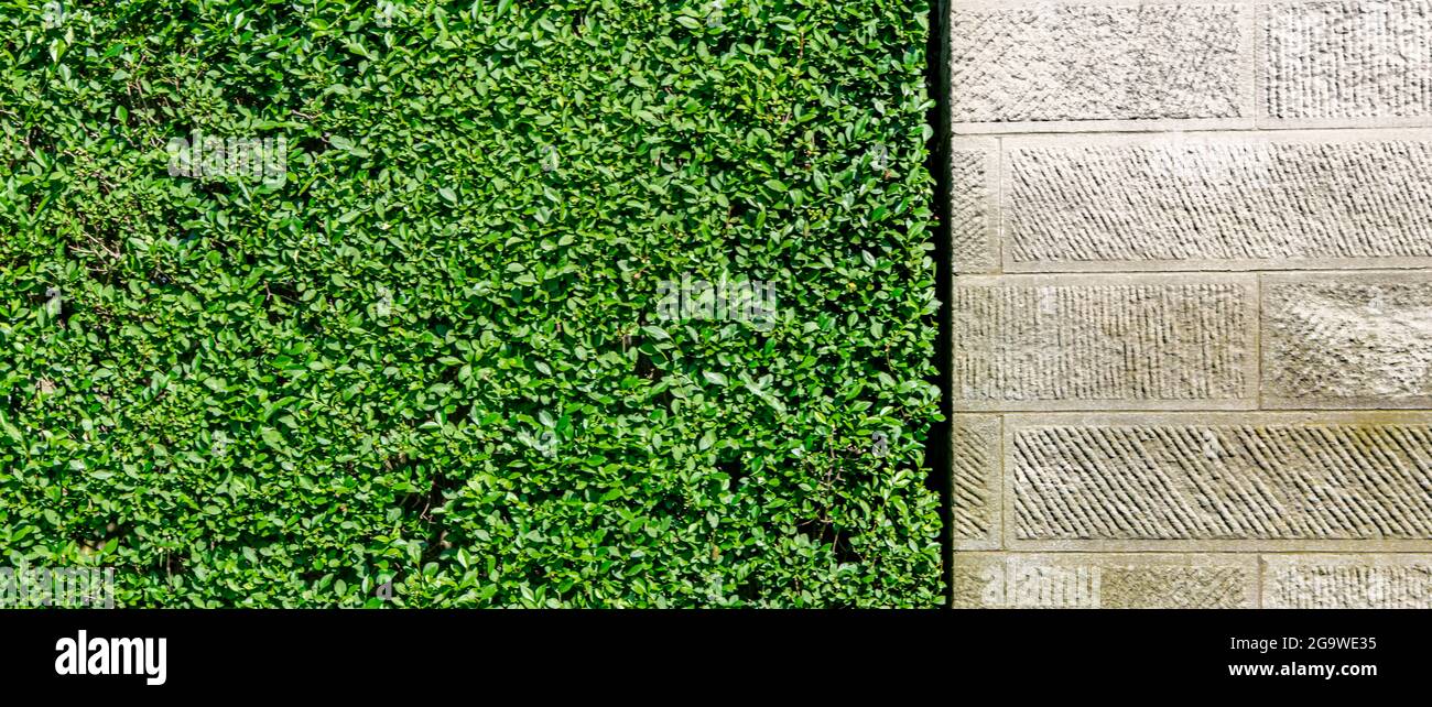 Privet incontra la pietra Foto Stock