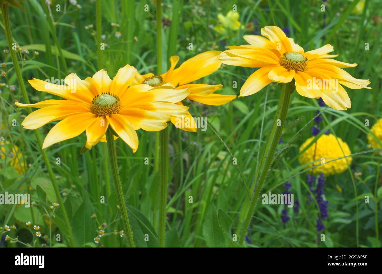 Fiore giallo di Rudbeckia hirta o Black Eyed Susan su sfondo verde. Conosciuto anche come betty marrone, daisy gloriosa, Gerusalemme dorata, toro inglese e Foto Stock