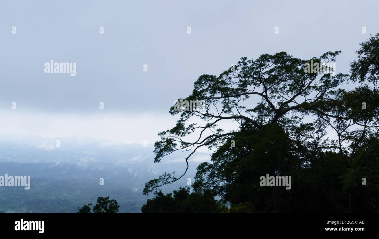 Albero tropicale e nebbia in montagna Foto Stock