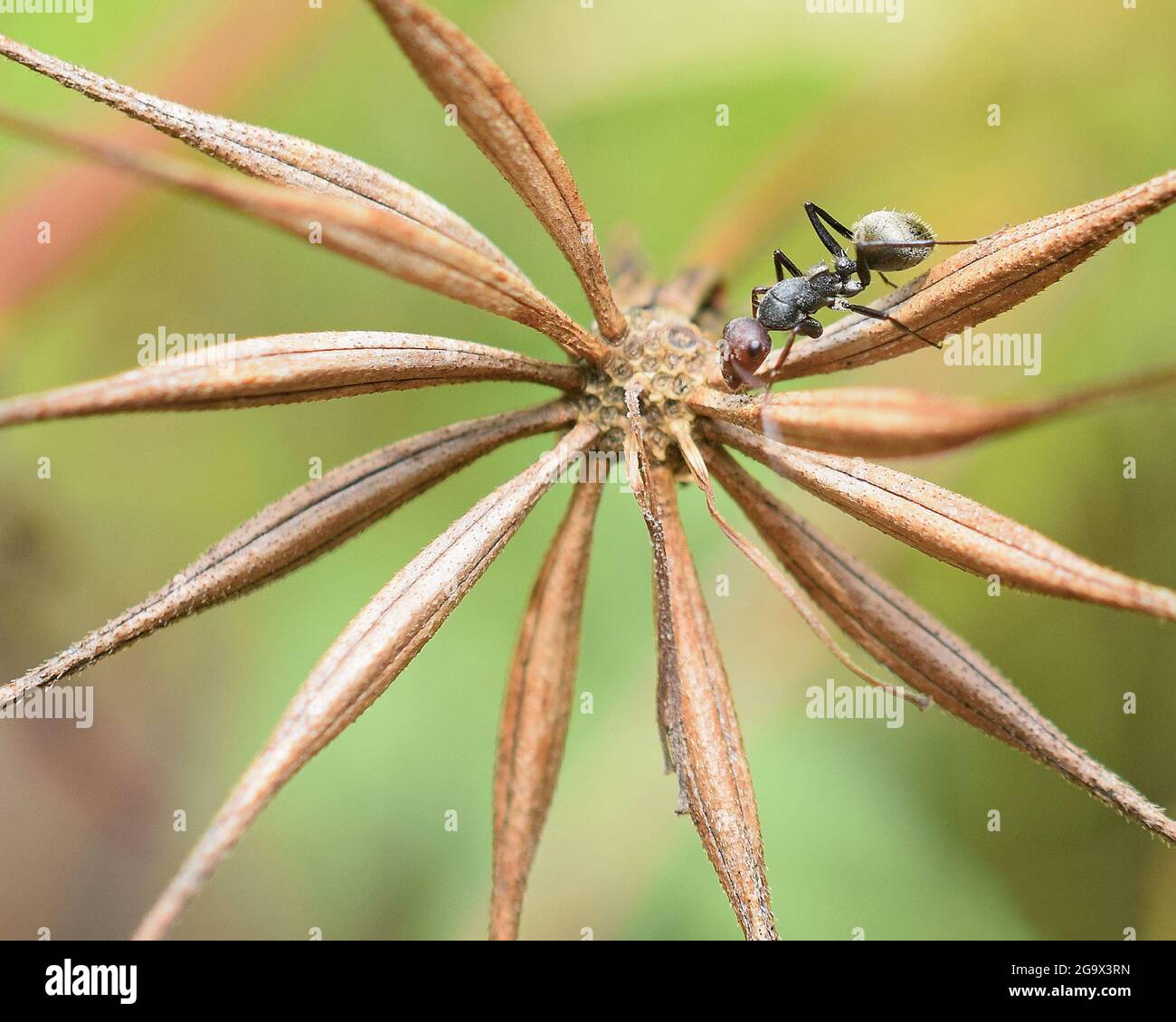 Formica su un primo piano di fiore sbiadito Foto Stock