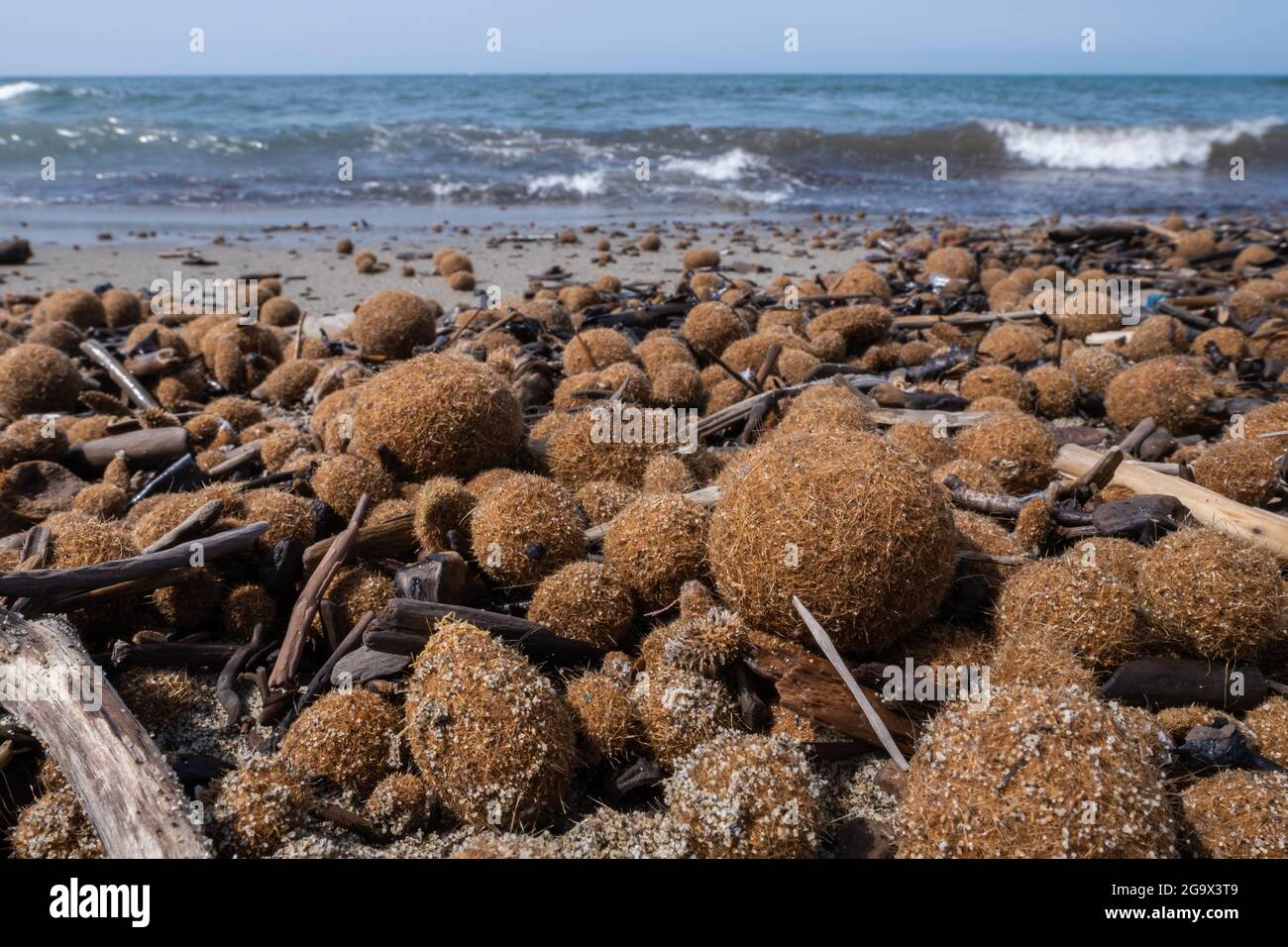 Posidonia oceanica erba di nettuno sulla spiaggia italiana mediterranea Foto Stock