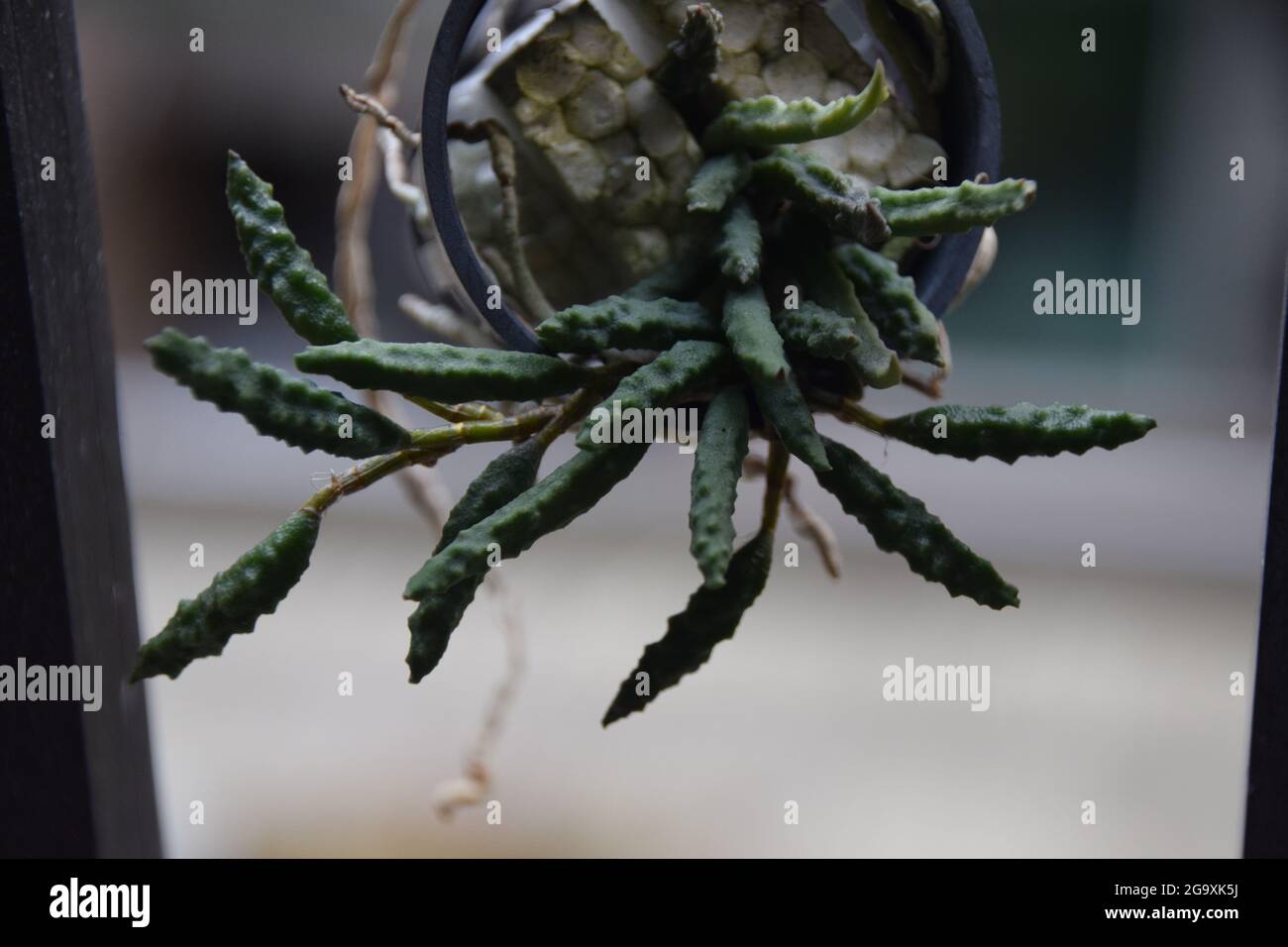 Dockrillia cumerina orchidea coltivata a Taiwan Foto Stock