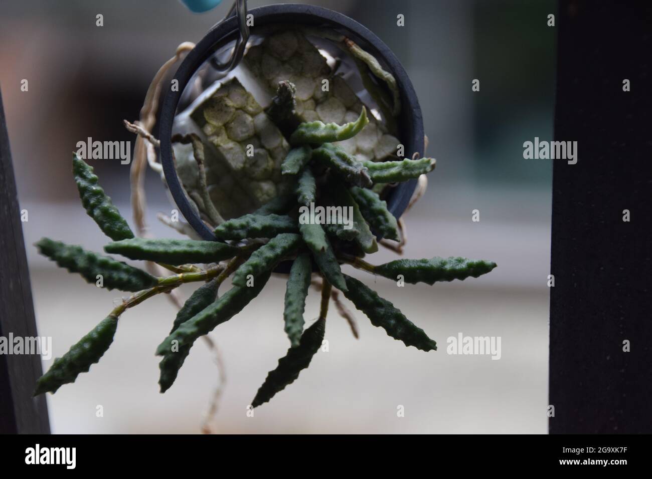 Dockrillia cumerina orchidea coltivata a Taiwan Foto Stock