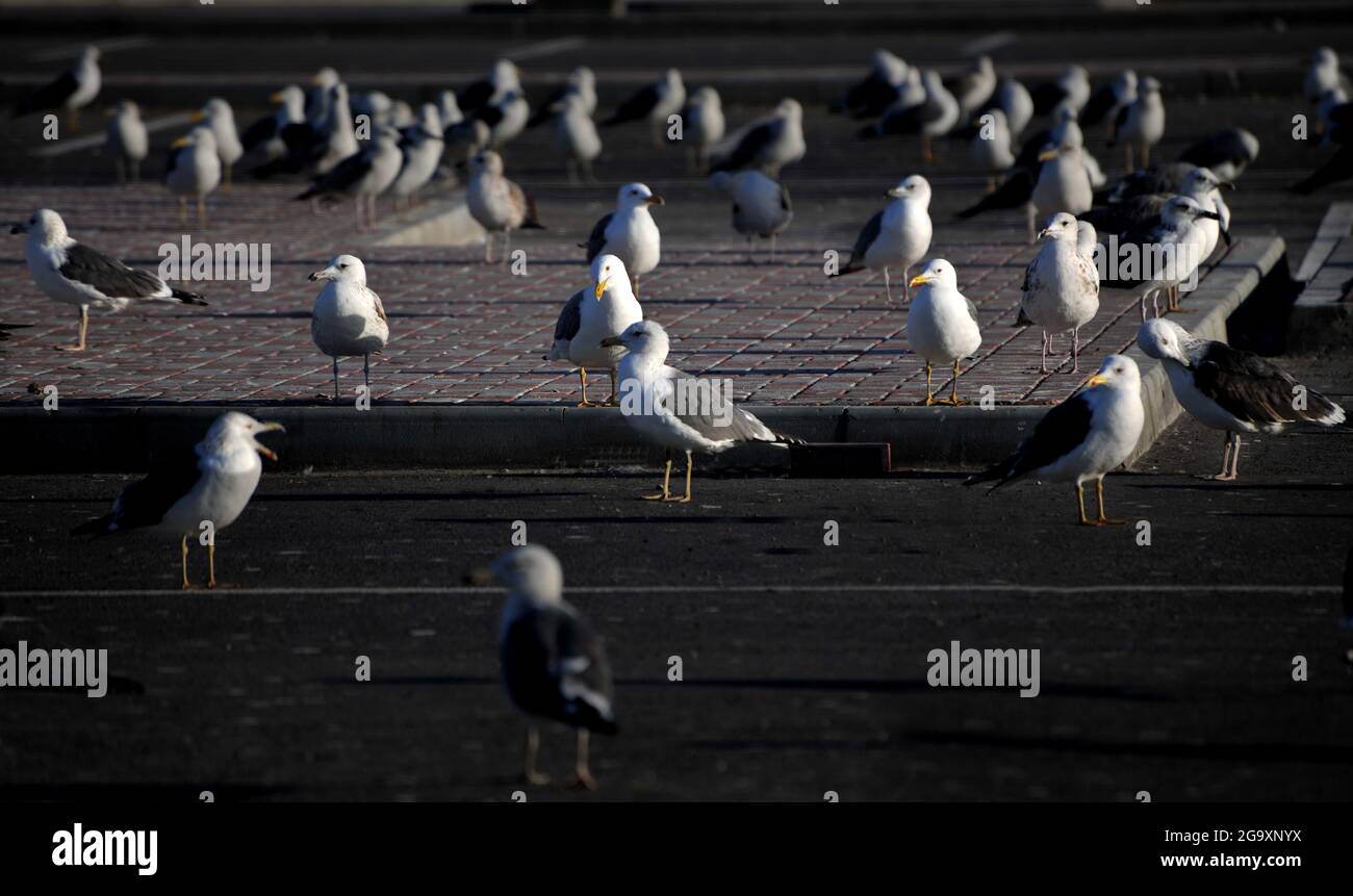 Lunga durata. Uccelli marini. Seagull vicino alla spiaggia nel parcheggio Foto Stock