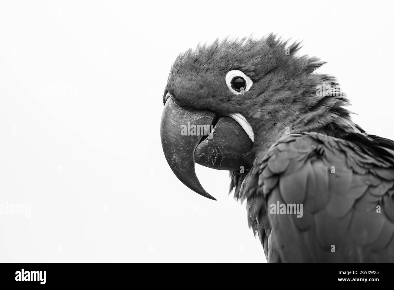 Ritratto di un Ara Giacinto Foto Stock