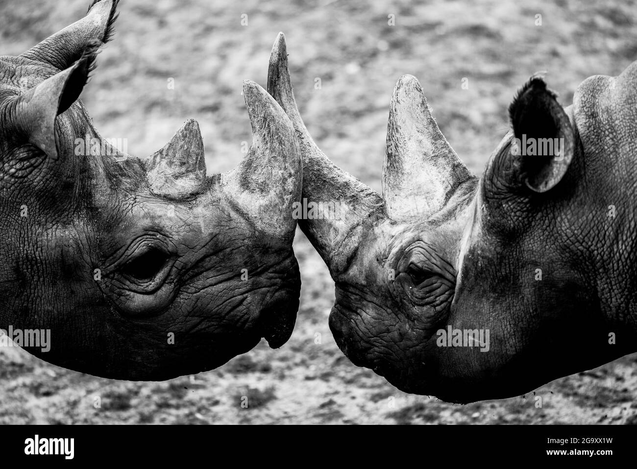 Un rinoceronte nero cammina nella savana Foto Stock