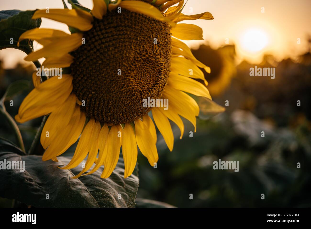 Grande girasole nel campo di girasole nei raggi del tramonto cielo estate agricolo sfondo, bella estate rurale sfondo Foto Stock