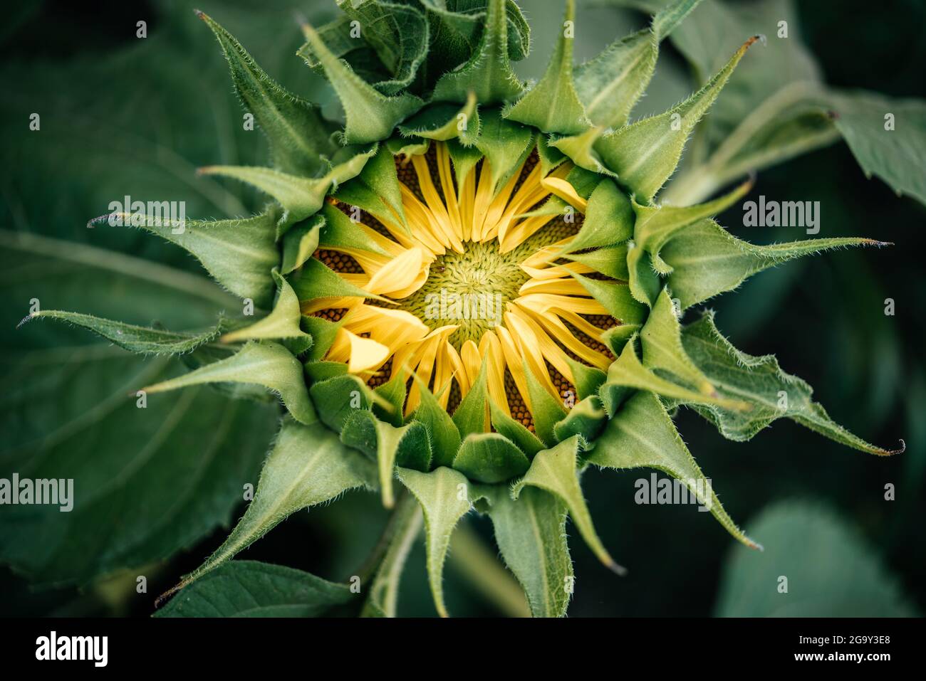 La macro di germoglio di girasole giallo, boccioli di fiori aperti di fotografia ravvicinata di girasole, fasi di crescita di girasole Foto Stock