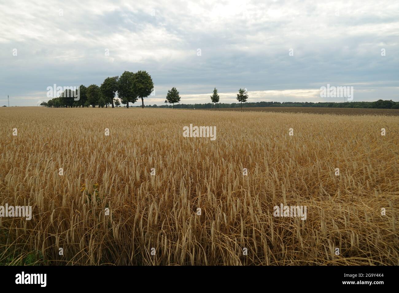 Paesaggi a Lusatia, una regione nel sud del Brandeburgo al confine con la Sassonia Foto Stock