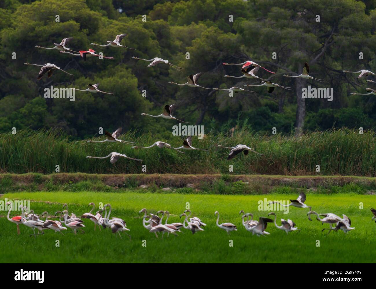 Un grande gruppo di fenicotteri sorvola un altro gruppo Foto Stock