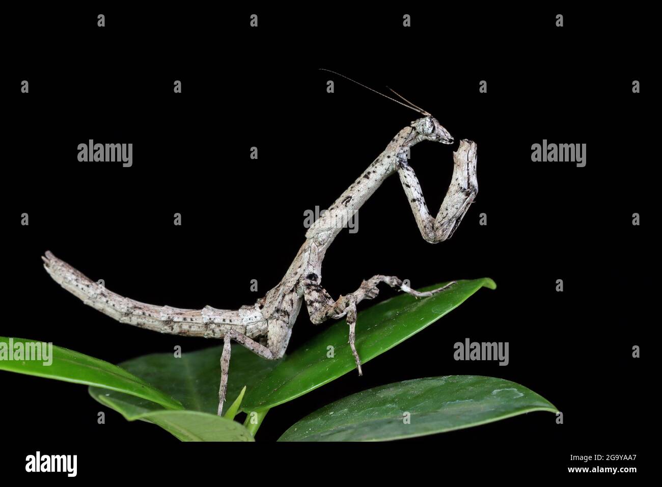 Primo piano di un Twig Mantis (popa Spurca) su una foglia, Indonesia Foto Stock