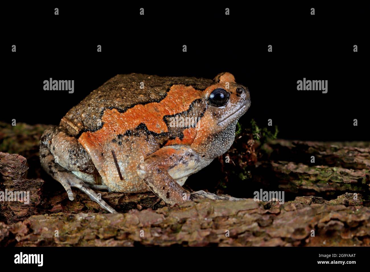 Ritratto in primo piano di una rana baldata (Kaloula pulchra), Indonesia Foto Stock