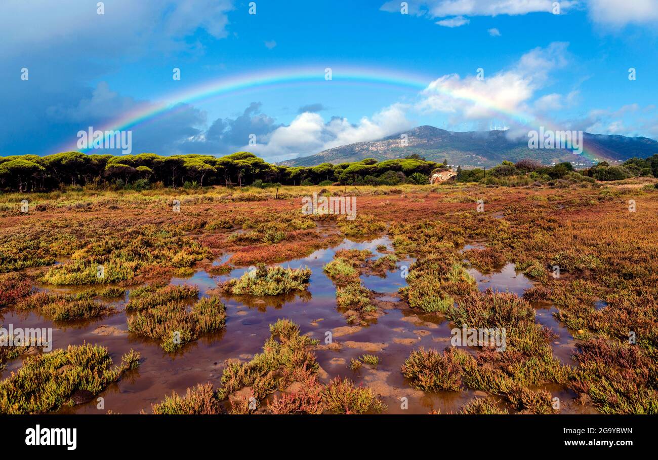 Arcobaleno sul paesaggio forestale, Tarifa, Cadice, Andalusia, Spagna Foto Stock