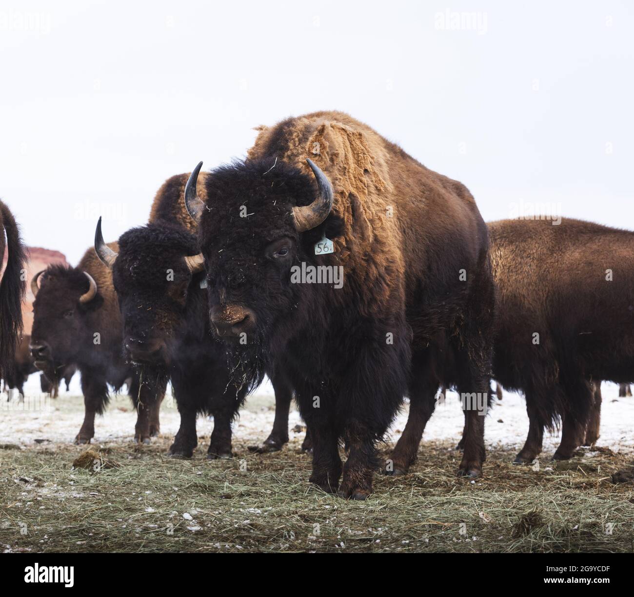 Ritratto di un gregge di bisonti in piedi in un campo, Stati Uniti Foto Stock