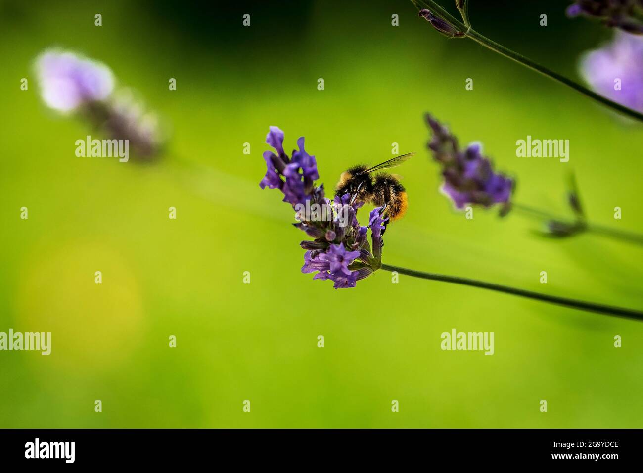 Un'ape bumble si nutre di un fiore di lavanda. Foto Stock