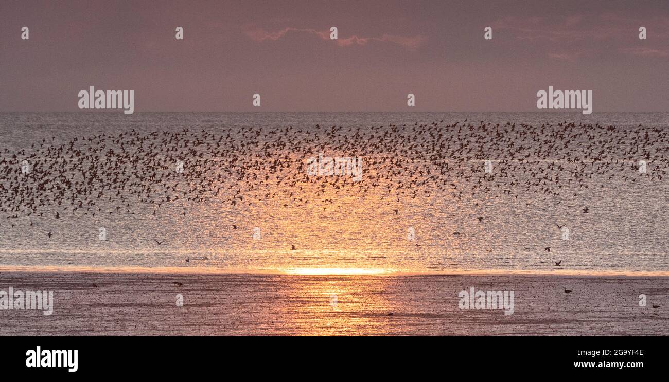 Omurmazione degli uccelli di guado sopra il Wash, Norfolk, Anglia orientale, Regno Unito Foto Stock