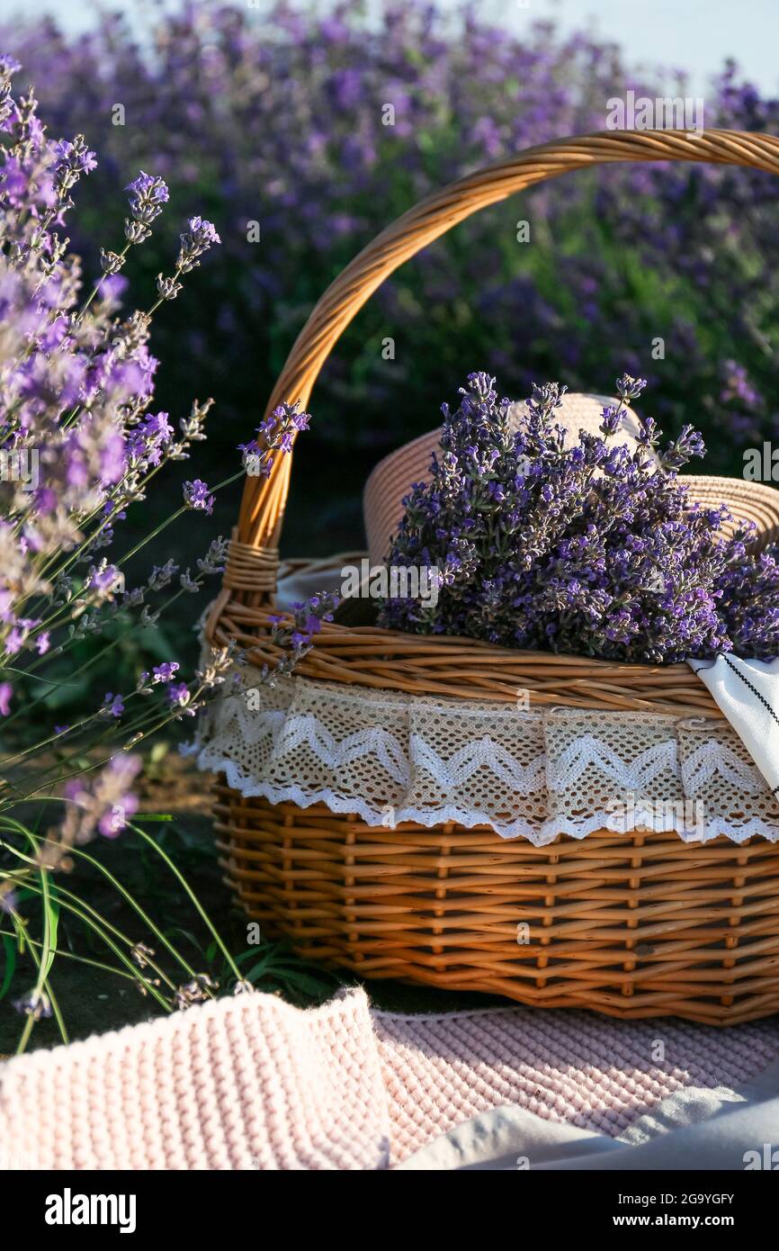 Cesto di vimini con fiori di lavanda in campo Foto stock - Alamy