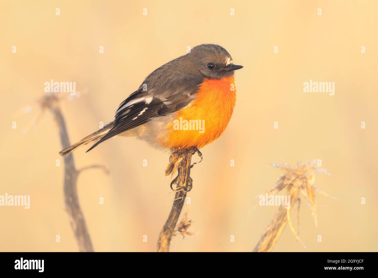 Fuoco robin (Petroica phoenicea) appollaiato sul carciofo thistle (Cynara cardunculus) alla luce del sole, Australia Foto Stock