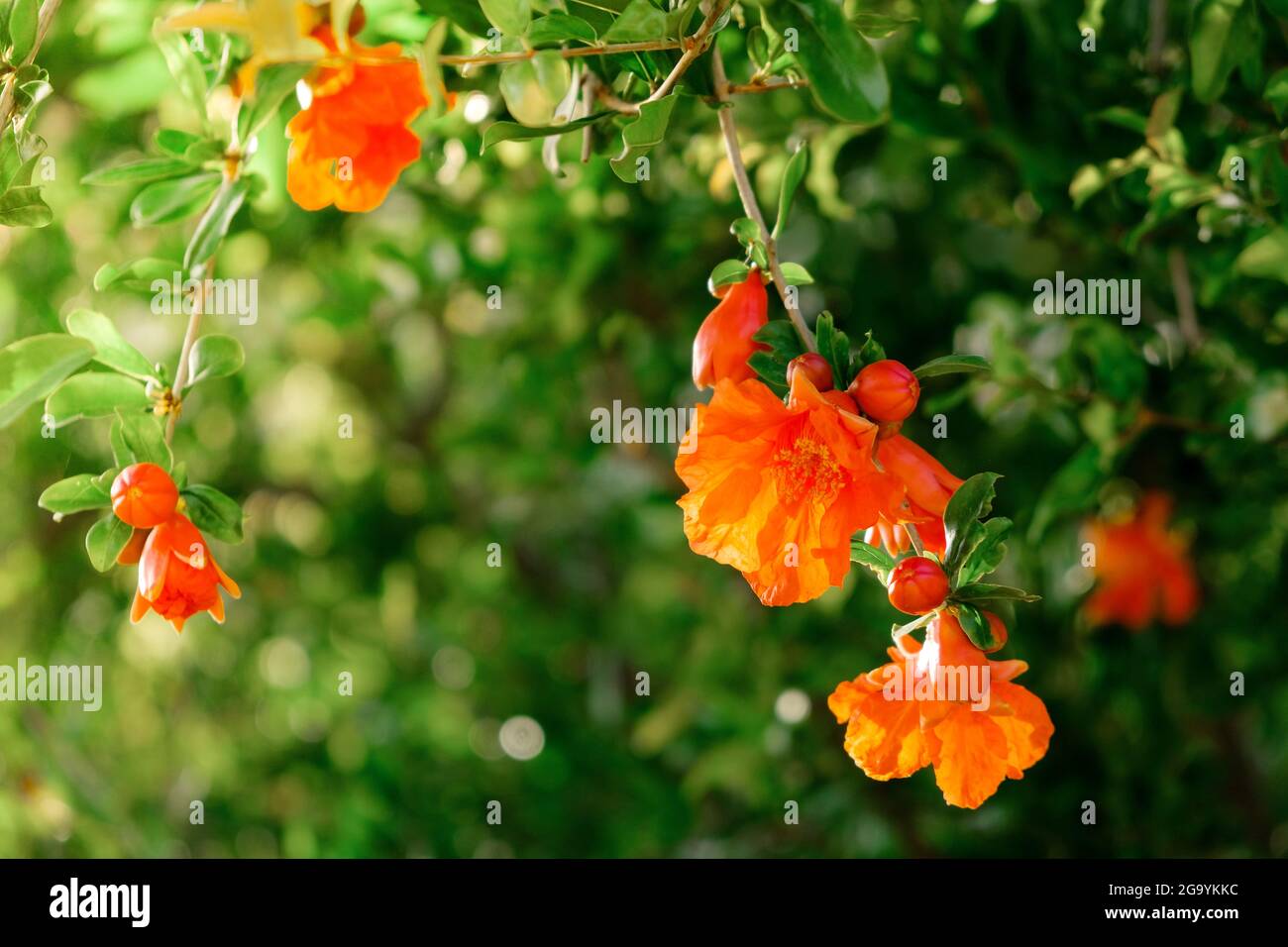 Fiori di melograno rosso su albero in fiore di melograno nel giardino. Rosso brillante Punica granatum fiorisce in estate. Cipro Foto Stock